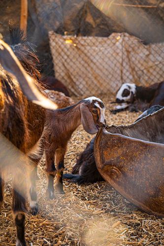 Lamb on a farm in the Desert of Egypt