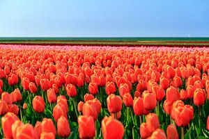 Oranje bollenveld van Dennis van de Water