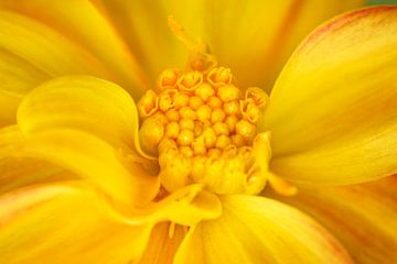 Oranje Dahlia van Iris Holzer Richardson