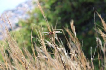 Dragonfly on Zakynthos