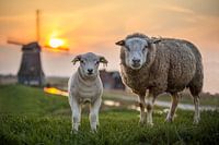 Spring lamb