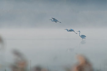 Weiße Reiher im Nebel