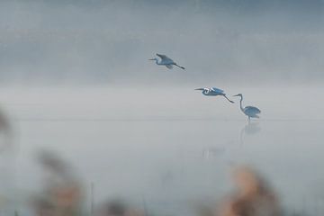 Weiße Reiher im Nebel von rik janse