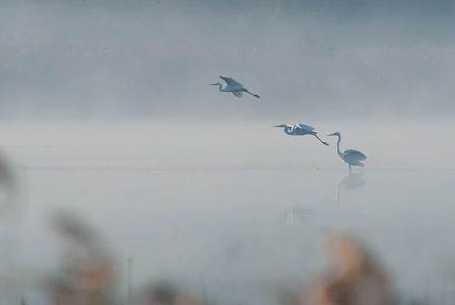 White herons in the fog