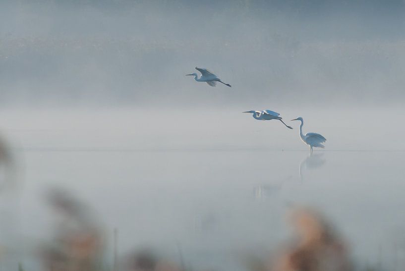 Weiße Reiher im Nebel von rik janse