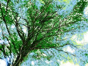 Tree Magic 67