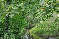 Dschungel eines Heidebaches