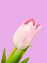 Roze tulp bloem van Katrin May thumbnail