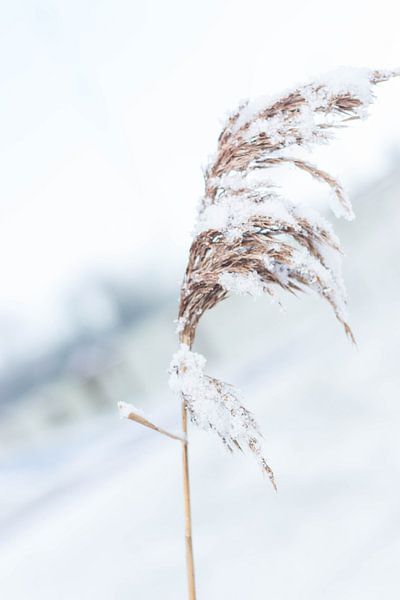 Een winterlandschap in de sneeuw van Chantal Cornet