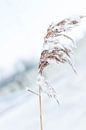 Een winterlandschap in de sneeuw van Chantal Cornet thumbnail