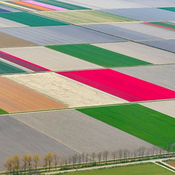 Vue aérienne de diverses couleurs du champ de fleurs de tulipes sur Sjoerd van der Wal