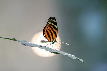 vlinder in het zonnetje van Liesbeth Vogelzang