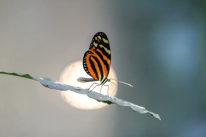 butterfly in the sun by Liesbeth Vogelzang