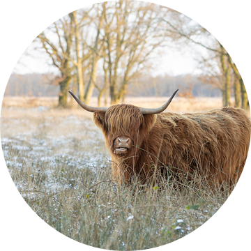 Schotse hooglander in winterse natuurlijke omgeving van KB Design & Photography (Karen Brouwer)