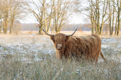 Schotse hooglander in winterse natuurlijke omgeving