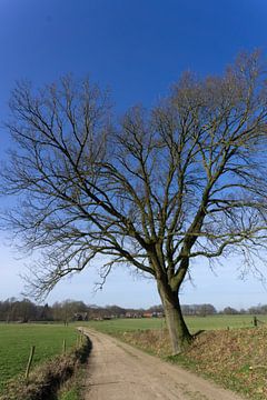 Baum entlang eines Feldwegs von Folkert Jan Wijnstra