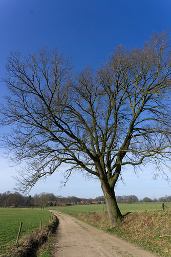 Tree along a dirt road