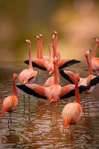 Flamingos on a beautiful day. by Alie Ekkelenkamp