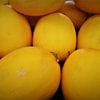 Sunburst Melonen: Gelbes Fruchtfeld von pungky setiawan