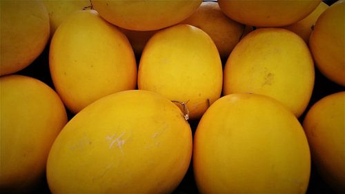 Sunburst Melonen: Gelbes Fruchtfeld von pungky setiawan