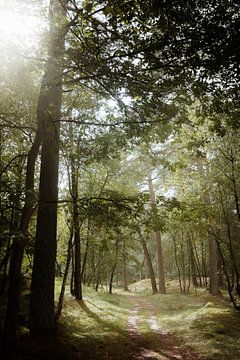 Sommer auf der Veluwe von Nanda van der Eijk