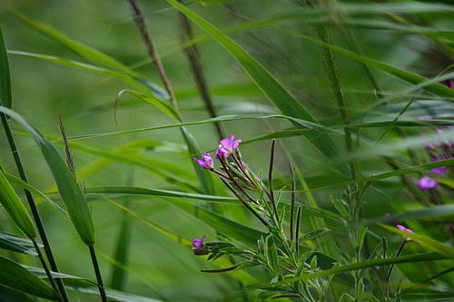 Fleurs dans les roseaux