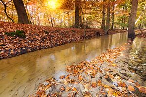 Herfst in het Leuvenumse Bos