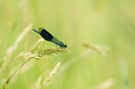 Demoiselle de Meadow creek par René Vos Aperçu