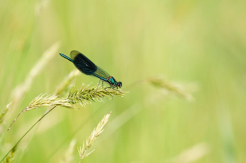 Demoiselle de Meadow creek par René Vos