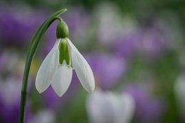 Eenzaam in wit von Karin Tebes
