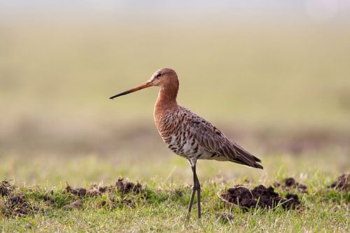 Grutto op hoge poten in de wei