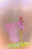Ein wunderschöner Lerchensporn im weichen Bokeh