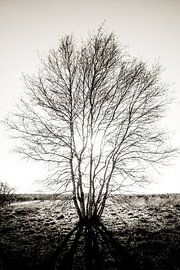 im Schatten des Baumes von Davy Hansen