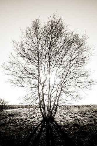 in de schaduw van de boom