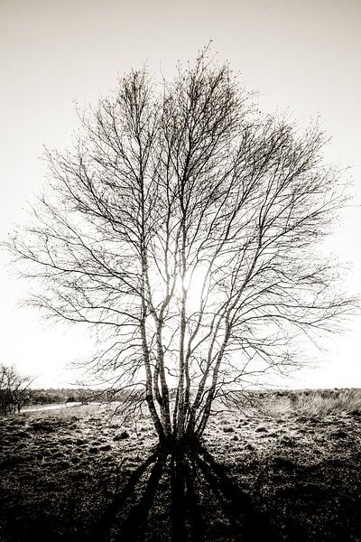 in de schaduw van de boom van Davy Hansen