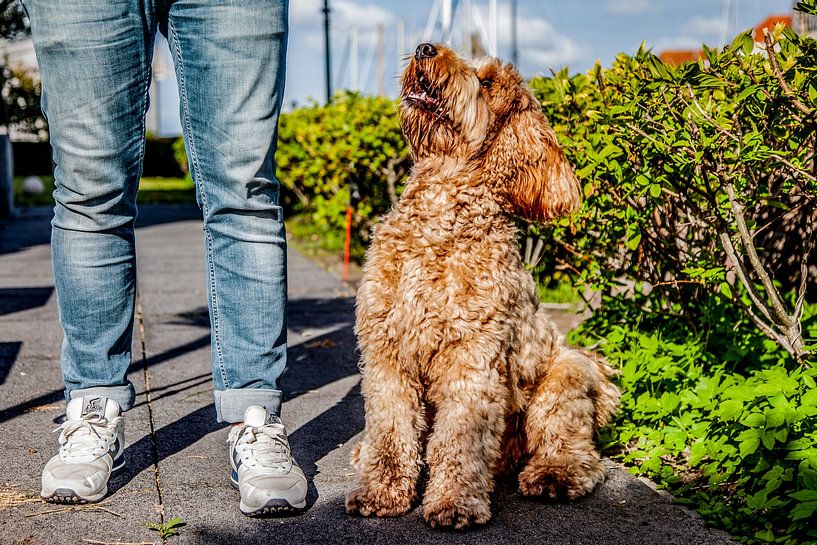 Benji von Joy Droogsma