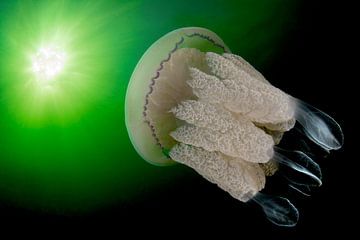 Grosse méduse en Zélande