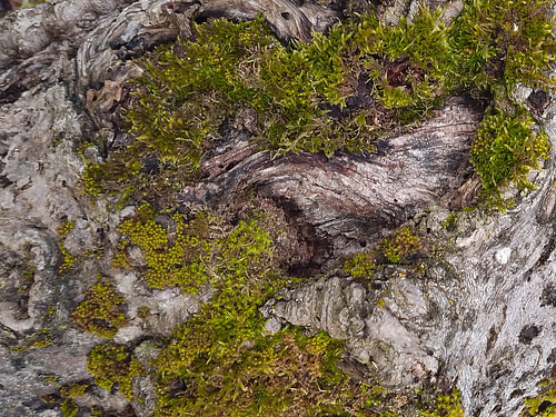Tree Trunk Structures No. 26