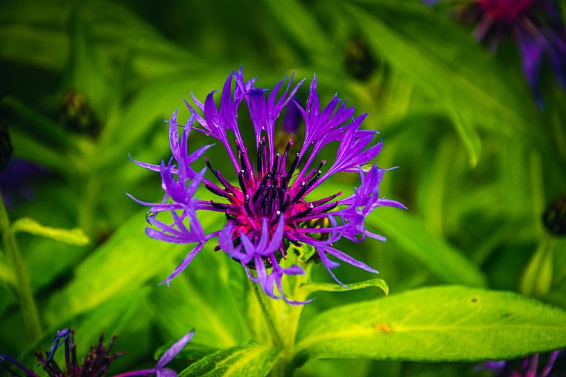 Cornflower by David Krause