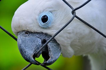 Papegaai in Panama van Karel Frielink