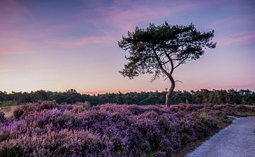 Kalmthoutse Heide von petra van oorschot