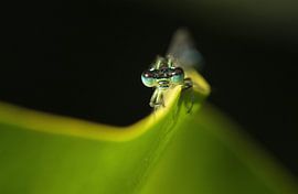 Miss by Frank Smedts