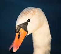 zwaan 