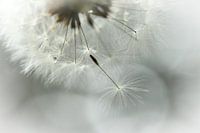 Paardenbloempluisje