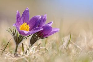 aufgeblüht... wilde Küchenschellen *Pulsatilla vulgaris*