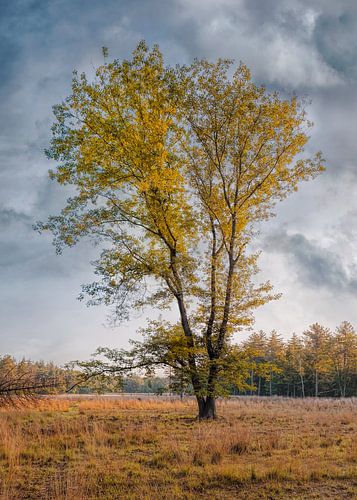 Solitary tree in autumn colors and blue sky with clouds, Netherlands