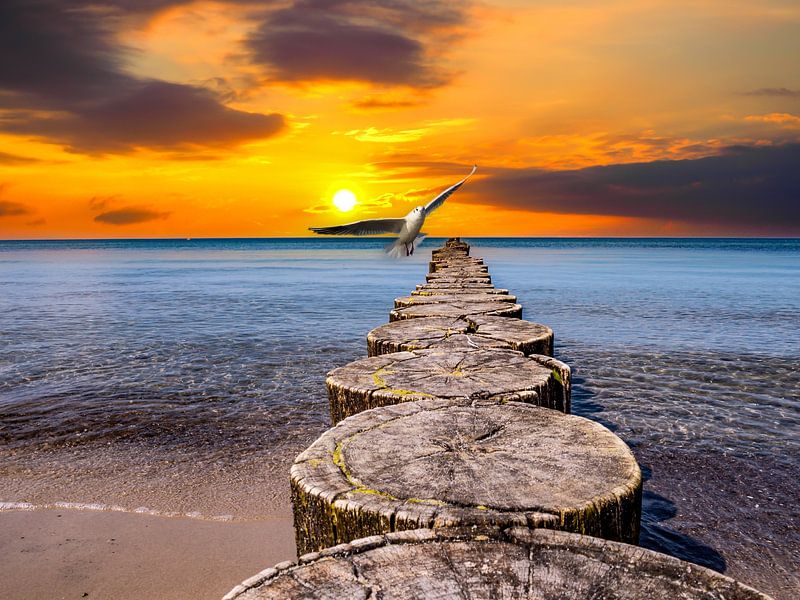 Sunset at the Baltic Sea in Heilgendamm with seagull by Animaflora PicsStock