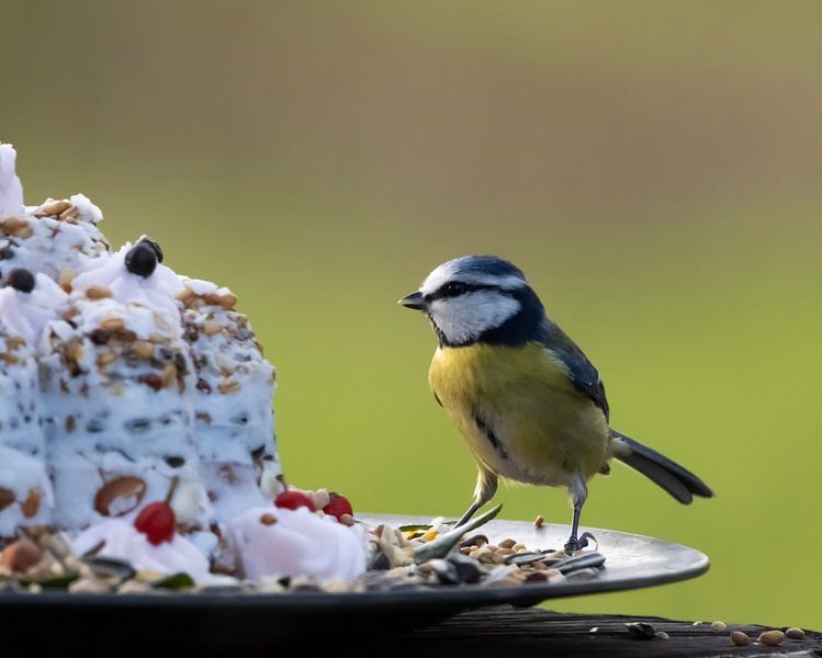 Blue Tit by Martine Oortwijn