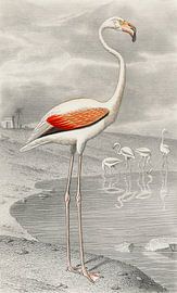 Le Flammant (Flamingo), Edouard Travies