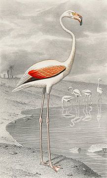 Le Flammant (Flamingo), Edouard Travies
